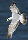 2cy argentatus in February, ringed in Norway. (75189 bytes)