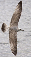 2cy argentatus in February, ringed in Norway. (75189 bytes)
