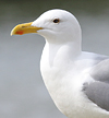 2cy argentatus in February, ringed in Norway. (75189 bytes)