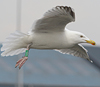 2cy argentatus in February, ringed in Norway. (75189 bytes)