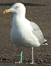 1cy argenteus in August, ringed in Belgium. (90559 bytes)