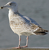 Herring Gull