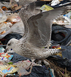 Herring Gull