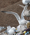 Herring Gull