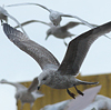 Herring Gull