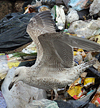 Herring Gull