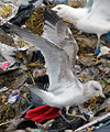 Herring Gull