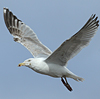 Herring Gull
