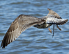 Herring Gull