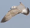 3cy argentatus in January. (80207 bytes)