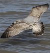 3cy argentatus in January. (80207 bytes)