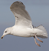 3cy argentatus in January. (80207 bytes)