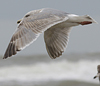3cy argentatus in January. (80207 bytes)