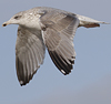 3cy argentatus in January. (80207 bytes)
