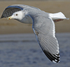 3cy argentatus in January. (80207 bytes)