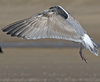 3cy argentatus in January. (80207 bytes)