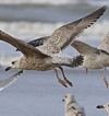 1cy argenteus in December, ringed in the Netherlands. (119951 bytes)