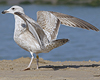 1cy argenteus in November, ringed in Belgium. (25637 bytes)