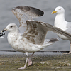 2cy argentatus in February, ringed in Norway. (75189 bytes)