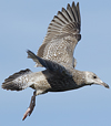 3cy argentatus in January. (80207 bytes)