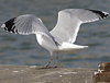 adult argenteus in April, ringed in the Netherlands. (79121 bytes)