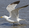 1cy argenteus in November, ringed in Belgium. (25637 bytes)