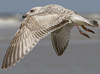 2cy argenteus in April, ringed in the Netherlands. (75958 bytes)