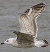 2cy argenteus in April. (101894 bytes)
