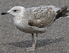 2cy argenteus in April, ringed in the Netherlands. (75958 bytes)