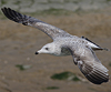 3cy argentatus in January. (80207 bytes)