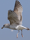 3cy argentatus in January. (80207 bytes)