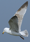 3cy argentatus in January. (80207 bytes)
