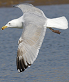 3cy argentatus in January. (80207 bytes)