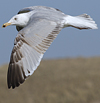 3cy argentatus in January. (80207 bytes)