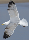 3cy argentatus in January. (80207 bytes)