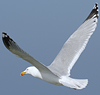 3cy argentatus in January. (80207 bytes)