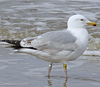 2cy argentatus in February, ringed in Norway. (75189 bytes)