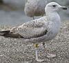 2cy argentatus in February, ringed in Norway. (75189 bytes)