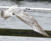2cy argentatus in February, ringed in Norway. (75189 bytes)