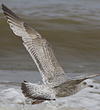 3cy argenteus in March, ringed in Belgium. (61218 bytes)