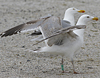 2cy argentatus in February, ringed in Norway. (75189 bytes)