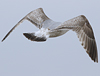 2cy argentatus in February, ringed in Norway. (75189 bytes)