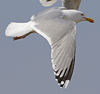 2cy argentatus in February, ringed in Norway. (75189 bytes)