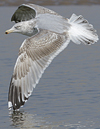 3cy argentatus in January. (80207 bytes)