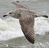 Herring Gull