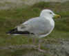 3cy argenteus in May, ringed in Belgium. (71617 bytes)