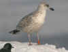 3cy argenteus in January, ringed in Finland. (71023 bytes)