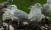 3cy argentatus in July, ringed in Finland. (75582 bytes)