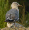 3cy argentatus in August, ringed in Finland. (65505 bytes)