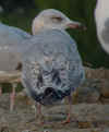 3cy argentatus in August, ringed in Estonia. (62964 bytes)
